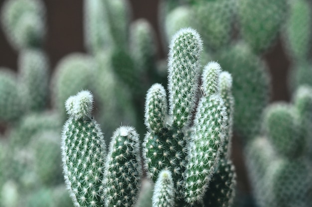 鍋にOpuntia microdasysサボテン