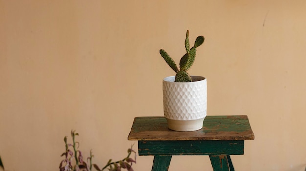 Opuntia microdasys orange color cactus placed on a green old wooden table with isolated background