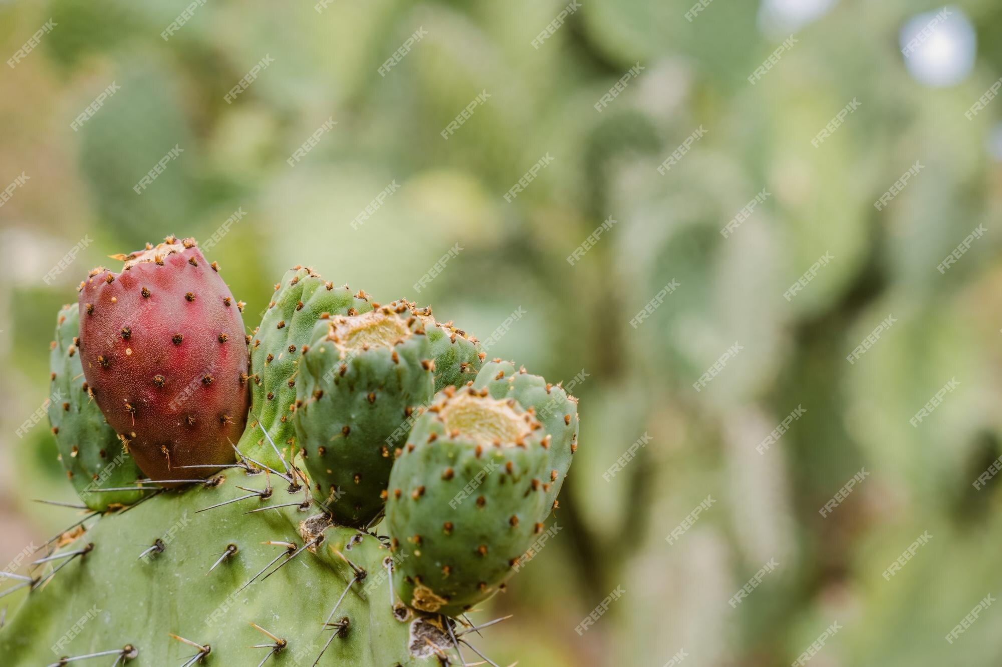 Prickly Pear Cactus Images - Free Download on Freepik Prickly Pear Cactus Images - Free Download on Freepik