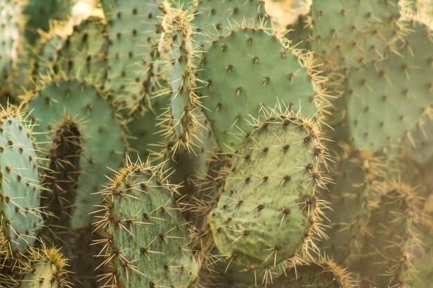 배경 또는 배경 화면에 멕시코의 Opuntia Nopales 및 선인장