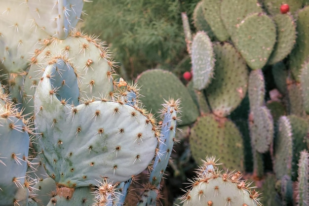 Opuntia Nopales en cactus in mexico naar achtergrond of behang