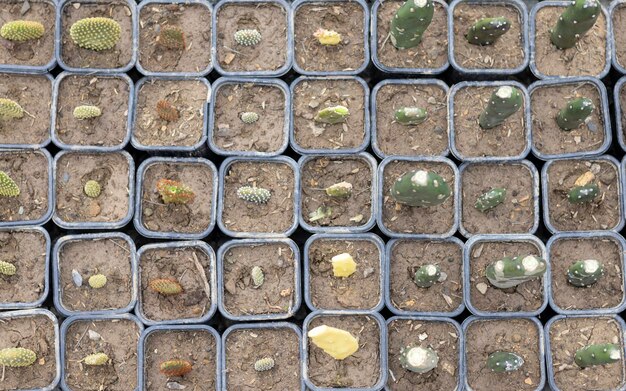 Opuntia quimilo small plants in pots