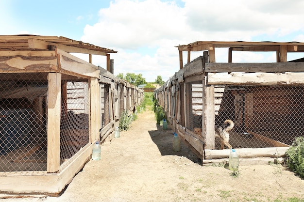 Opvangkooien met dakloze honden