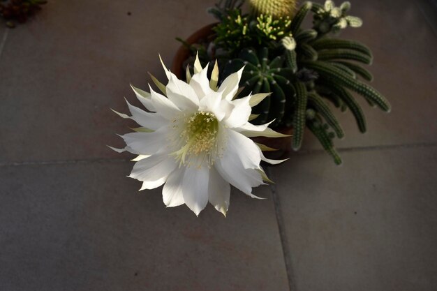 opzichtige witte bloem van een cactus