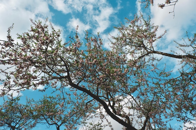 Opzoeken boom amandelbloesem levendige blauwe lucht wolken Madrid stadspark lente Spanje