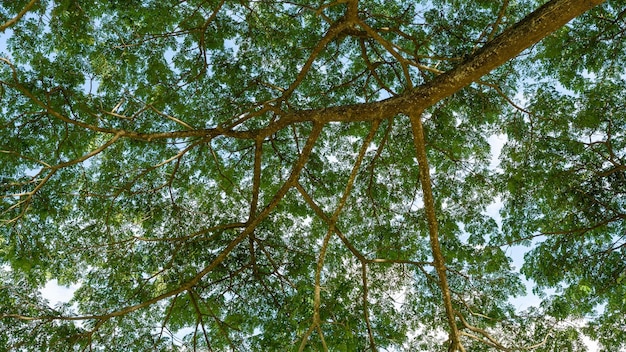 Opzoeken in groene regenende boom. Zomer natuur achtergrond.