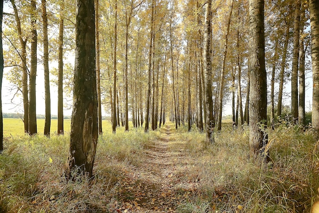 opzoeken takken van herfstbomen / abstracte achtergrond, herfstlandschap, gele bladeren aan bomen in de lucht