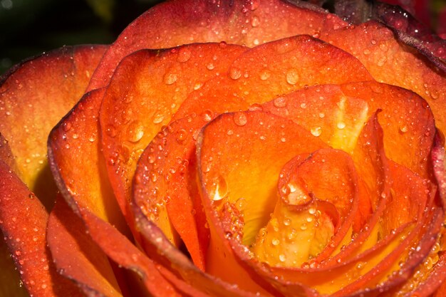 Orage rose with droplets macro