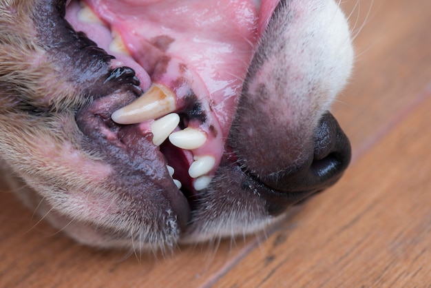 Photo oral and dog's teeth with limestone stains sticking to the teeth and gums