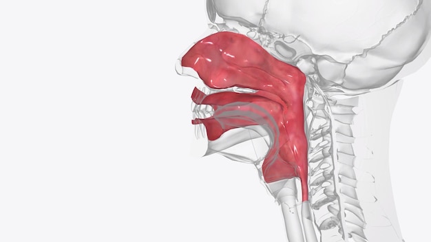 Photo the oral mucosa is the mucous membrane lining the inside of the mouth