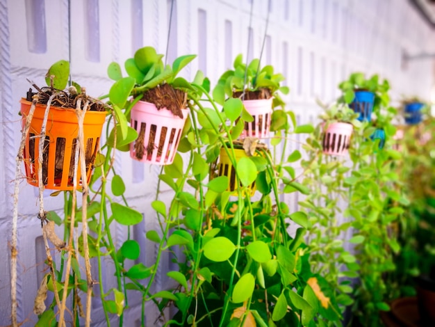 写真 植木鉢の中のオレメンタル植物