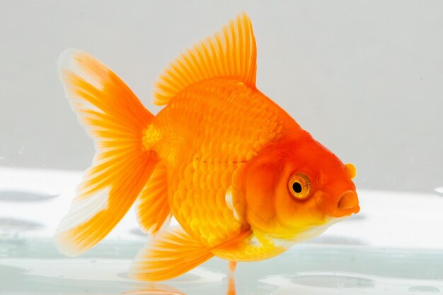 Photo oranda goldfish in aquarium fish tank close up
