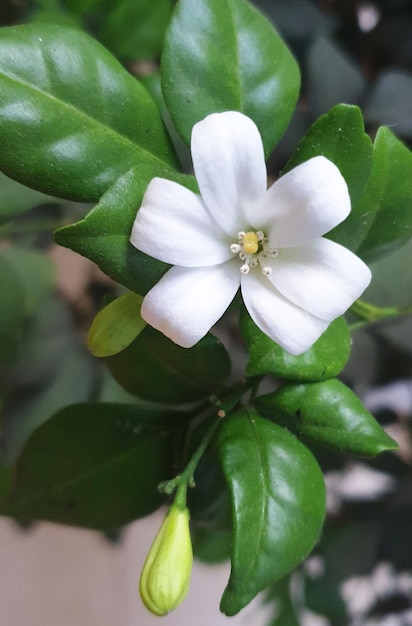 Orang Jessamine Natuurlijk