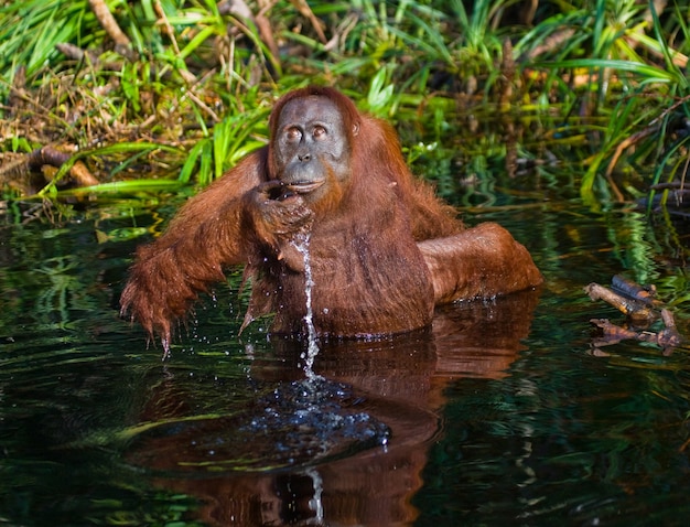 Orang-oetan drinkt water uit de rivier in de jungle. Indonesië. Het eiland Kalimantan (Borneo).