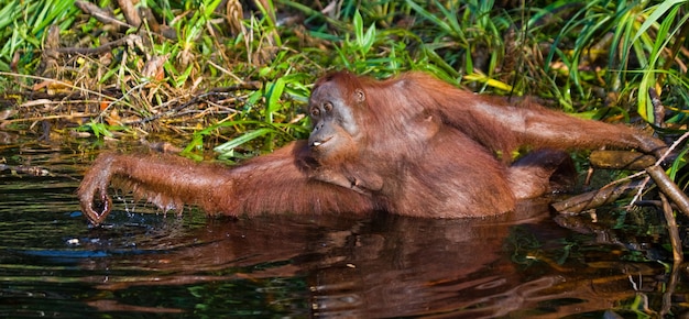 Orang-oetan in het wild. Indonesië. Het eiland Kalimantan (Borneo).