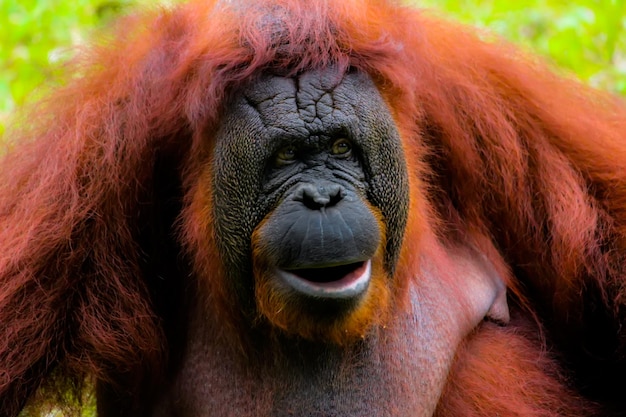 Foto orang-oetan zittend op het gras in ragunan zoo jakarta