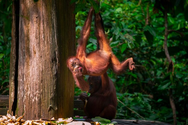 Orang-oetans in het reservaat, op zoek naar voedsel