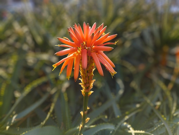 アロエの葉を背景に長い茎にオレンジ色のアロエの花 背景をぼかした写真