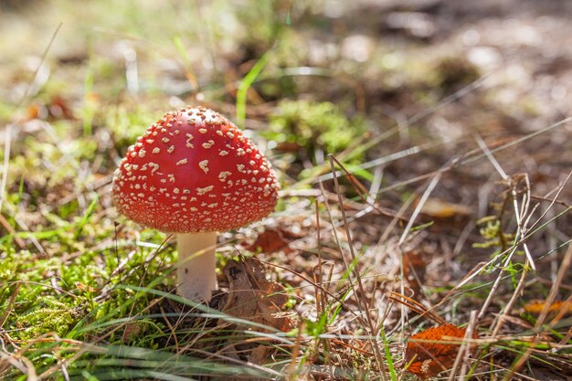 가을 숲의 오렌지 amanita, 오렌지 mashroom, 숲의 비행 agaric, 먹을 수없는 버섯, 유독 한 버섯. 자연광, 생생한 색상 및 선택적 초점.