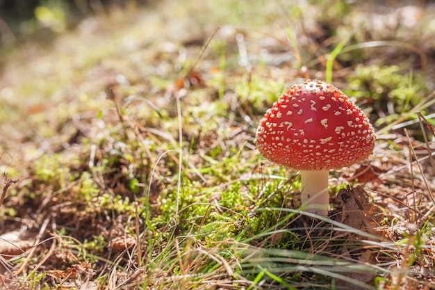 Orange amanita in the forest in Autumn, orange mashroom, fly agaric in the forest