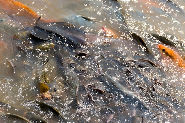 写真 オレンジと黒の鯉が水中で餌を求めて戦っています。