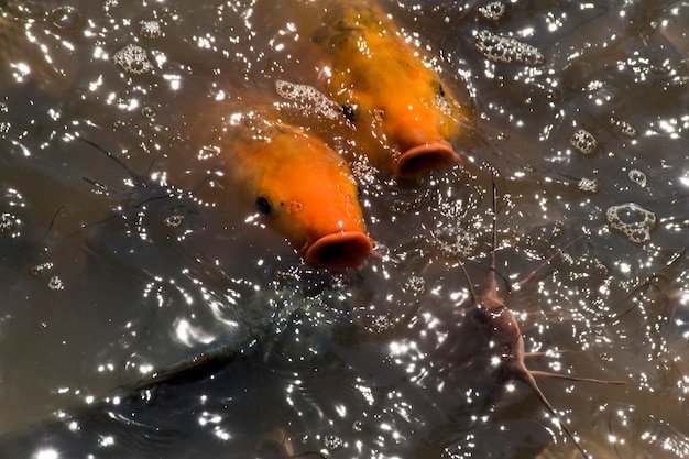 写真 オレンジと黒の鯉が水中で餌を求めて戦っています。