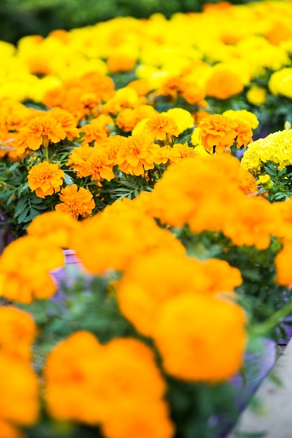 写真 オレンジとイエローの花