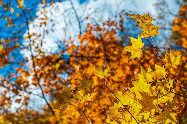 写真 オレンジと黄色のカエデの紅葉の背景