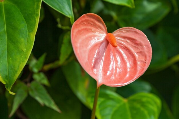 Orange Anthurium flower