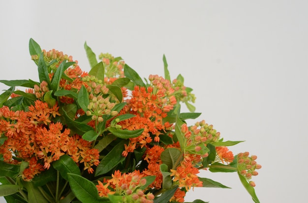 배경에 대 한 오렌지 Asclepias 꽃