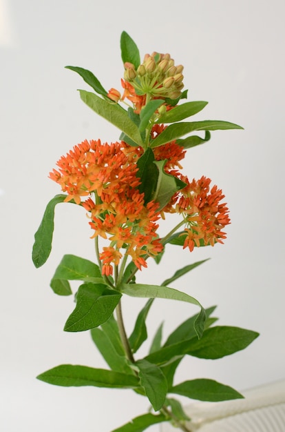 배경에 대 한 오렌지 Asclepias 꽃