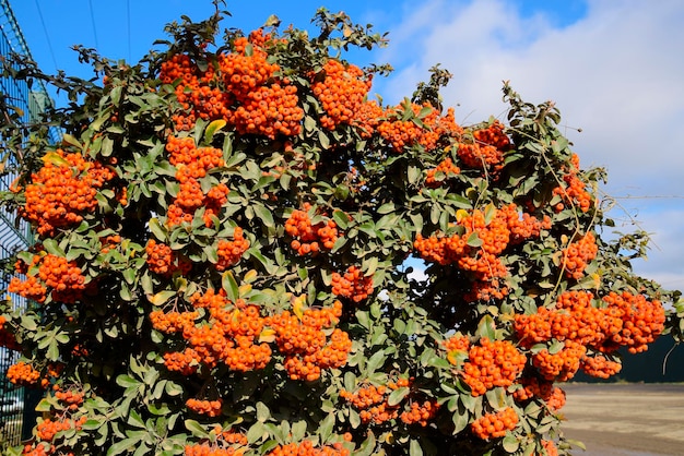 Orange autumn berries of Pyracantha with green leaves on a bush Brush berry