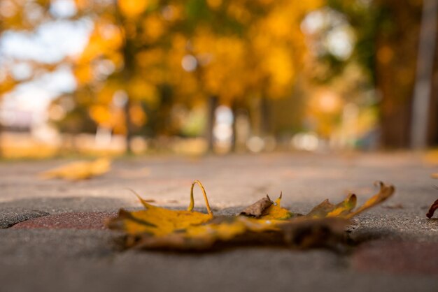 Orange autumn leave lying on the road in the park