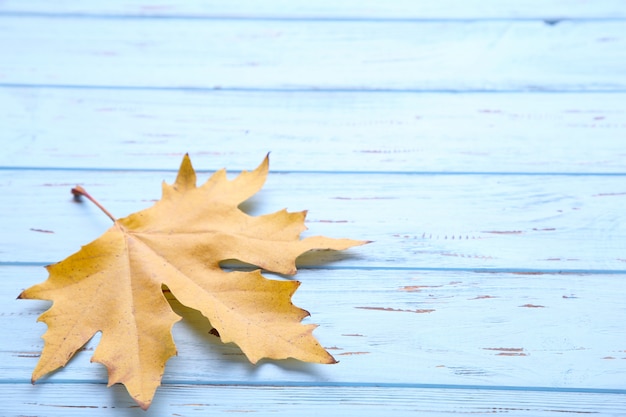 Orange autumn leaves on a blue table