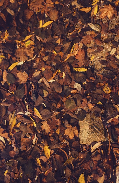 Orange autumn leaves on the ground