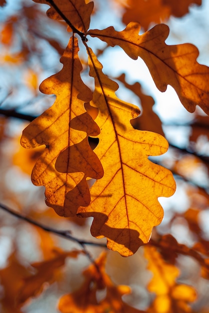 Orange autumn oak leaves across blue sky