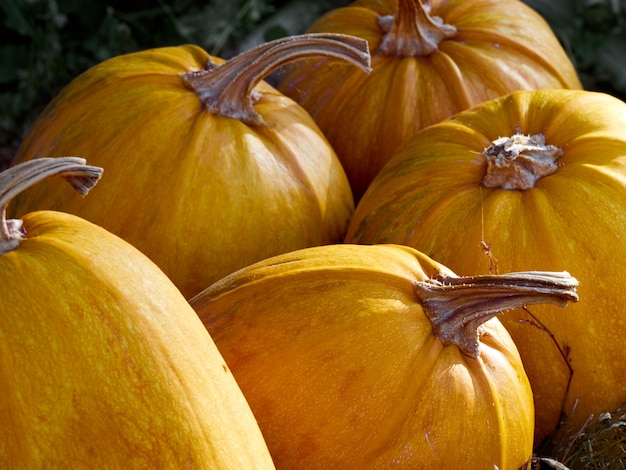 Orange autumn pumpkins on the farm.