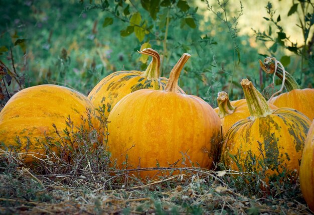 Orange autumn pumpkins on the farm.