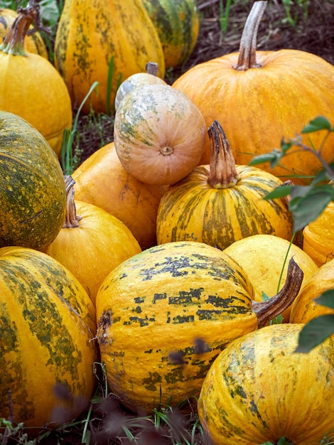 Orange autumn pumpkins on the farm.