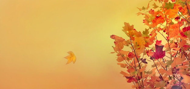 カエデの木の葉と 1 つの葉が落ちるオレンジ色の秋の背景