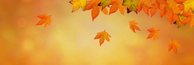 Orange autumnal background with leaf of maple tree