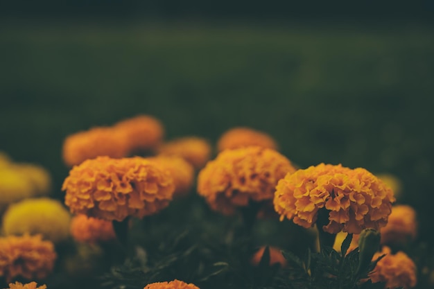 orange background flower