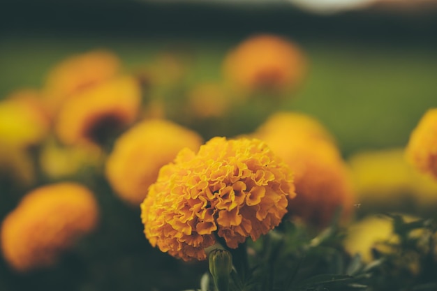 orange background flower