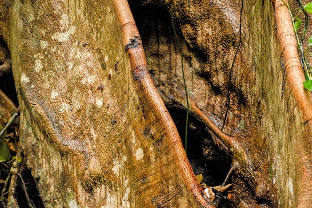 Orange bark of a tropical tree in the primary forest of the national park of corcovado