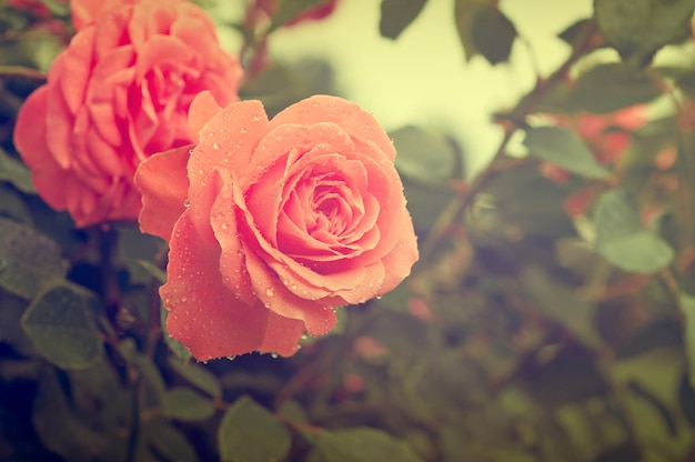 Orange beautiful rose growing in the garden vintage retro hipster image