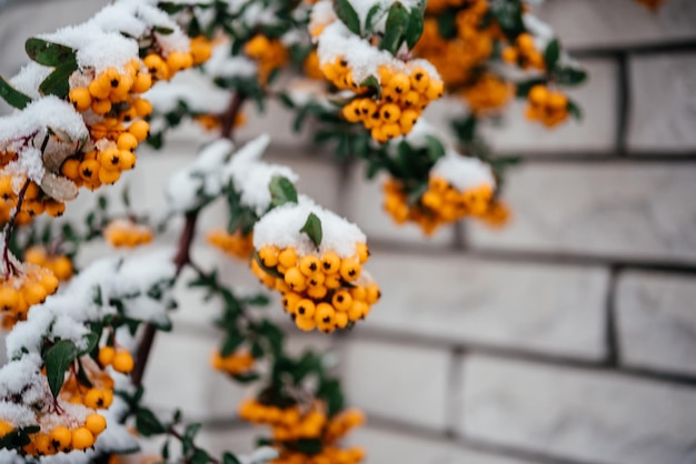 Orange berries of pyracantha firethorn covered with snow winter background