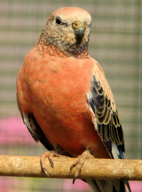 Foto un uccello arancione appoggiato su una verga