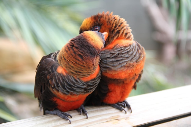 Photo orange birds perching on wood