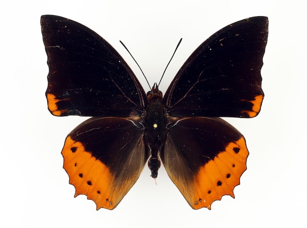 Фото Оранжево-черная бабочка charaxes protoclea изолирована на белом. коллекция бабочек. нимфалиды.
