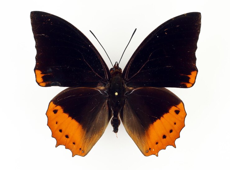 Фотография оранжево-черная бабочка charaxes protoclea изолирована на белом. коллекция бабочек. нимфалиды.
